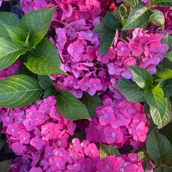 Meet your Posher, Mary - Picture 1 of 1